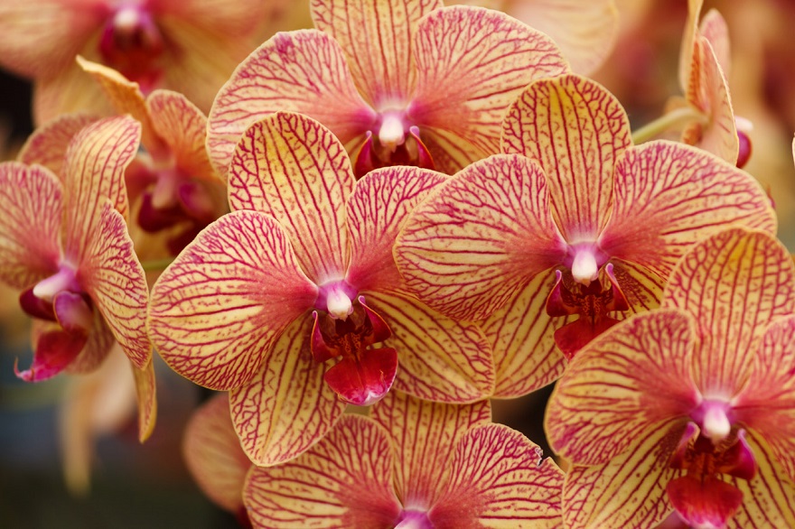Orchid"