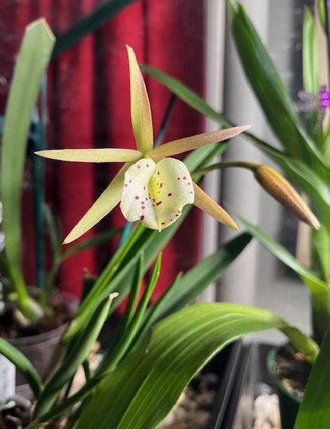 BL Yellow Bird Richard Mueller x B. nodosa