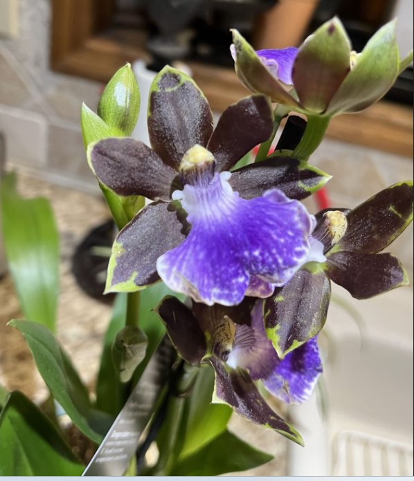 zygopetalum